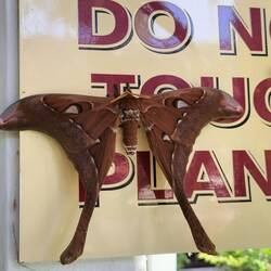 Een mot genaamd Hercules, grootste ter wereld