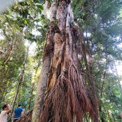 Eigenlijk zijn dit twee bomen. De tweede kruipt het helemaal omheen. De naam had iets met wurgen