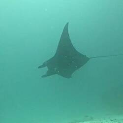 Ein schwarzer Mantarochen