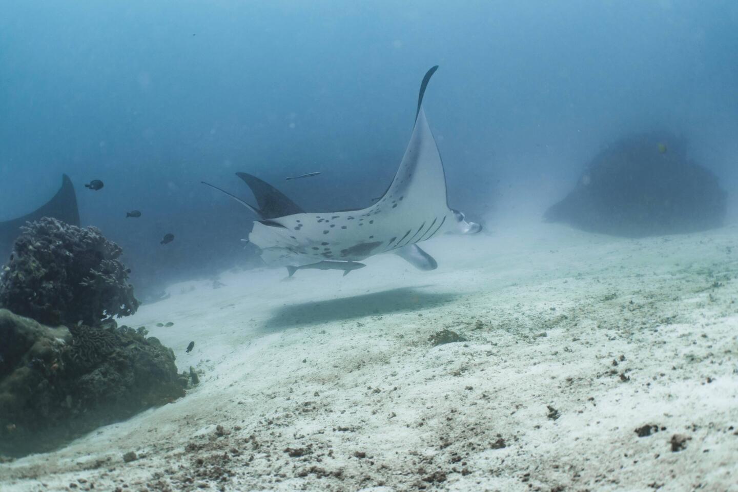 Mantarochen bei der Manta ID
