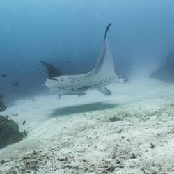 Mantarochen bei der Manta ID