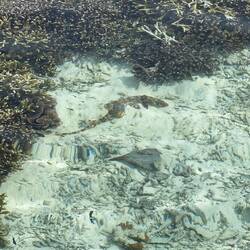Der "Walking shark", so genannt da er auch an Land kurz laufen kann