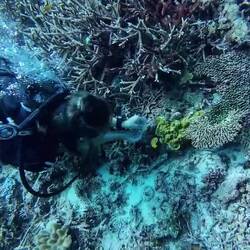 Schilder von Algen befreien bei einer Bleaching survey