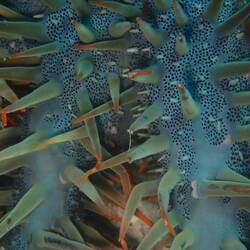 Die giftigen Stacheln