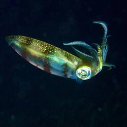 Der Tintenfisch den wir nachts im flachen Gewässer beobachtet haben