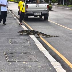 Waran crossing 🦎