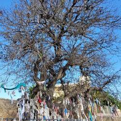 Der heilige Baum, der aus der Katakombe hinauswächst