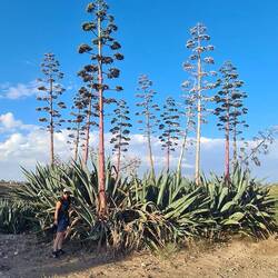 Agaven mit Blütenstamm