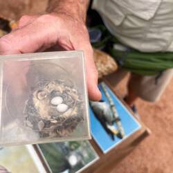 Hummingbird nest and eggs