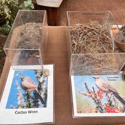 Nests hidden in the cactus