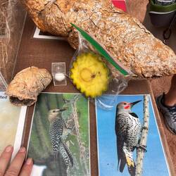 Woodpeckers. Boot nests. A slice of cactus.