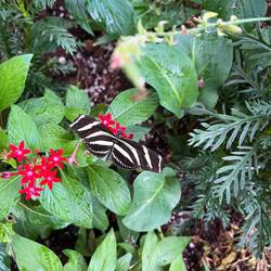 Zebra longwing butterfly