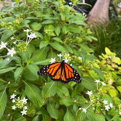 Monarch butterfly