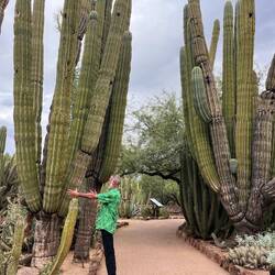 Woodpeckers make the holes for nests (see previous post)