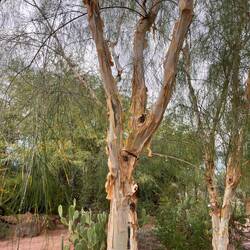 Mariosousa willardiana (= Acacia willardiana) Palo Blanco