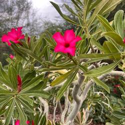 Adenium sp. 'Bolero' Desert Rose Arabian Peninsula and S and E Africa