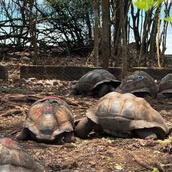 Turtle with 201 years"