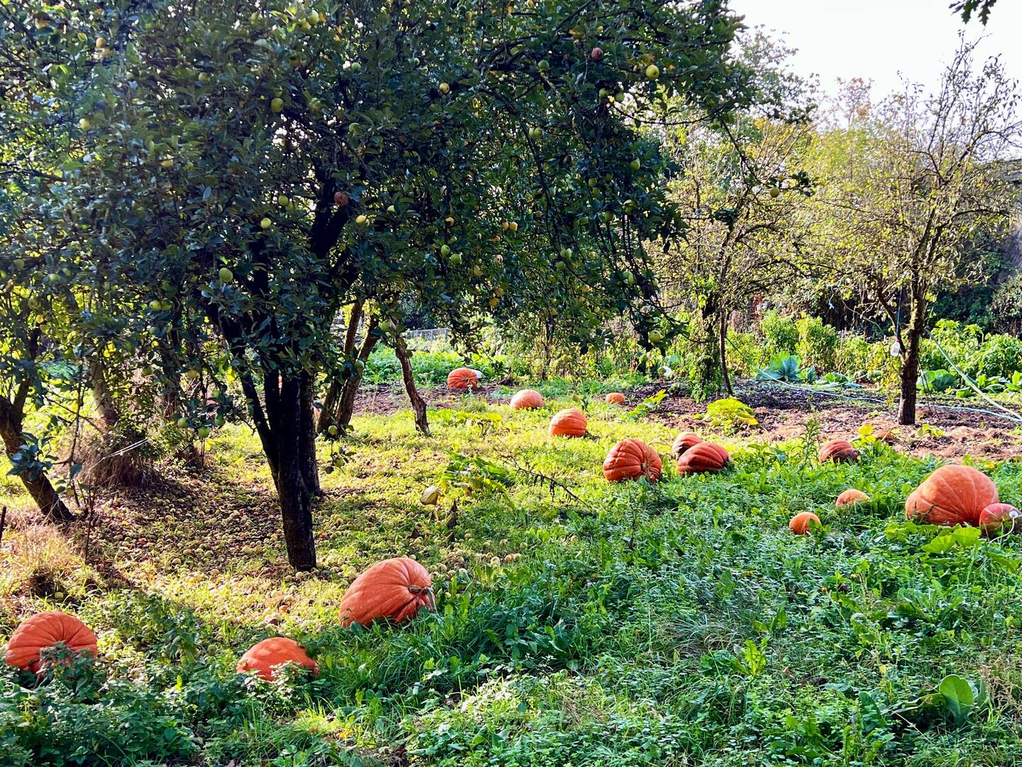 Fall in Galicia 🍁