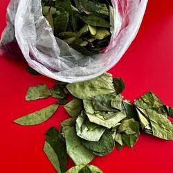 Coca Blätter, echt lecker als Tee