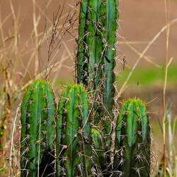 Überall, in allen Größen