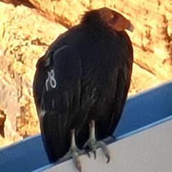 Ein kalifornischer Kondor (2.85 m Flügelspannweite) und bis 60 Jahre alt