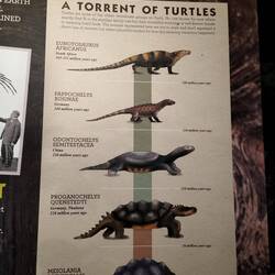 Evolutie tot schildpad. Interessant