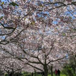 Kirschblüte - wir dürfen sie zum 2. Mal erleben
