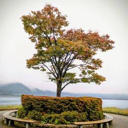 Ab 1.11. Ist hier die "Golden Week"