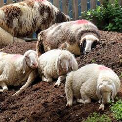 Wieder direkt DURCH den Hof statt dran vorbei...👋🏼👋🏼👋🏼