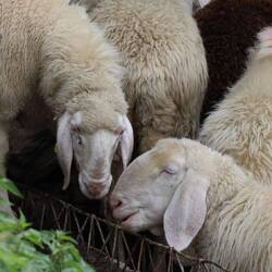 Schaf müsste man sein...😊😎