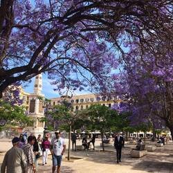 Jacaranda-Bäume mit lila-blauen Blüten