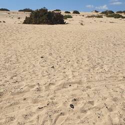 Ganz schön zerlatscht