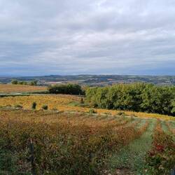 Efterårslandskab - Côtes du Rhône
