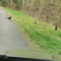 Fast hätten wir sie überfahren😬