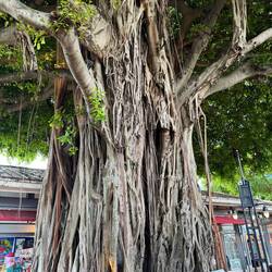 Banyan tree 🌳
