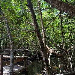 The mangrove