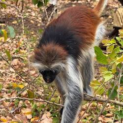 The characteristic of the Colobus monkey, red back and white chest