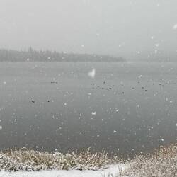 Zwischen fallenden Flocken sammeln sich die Vögel – ein kurzer Halt auf ihrer langen Reise.