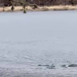 Ein Kojote - höchstwahrscheinlich.