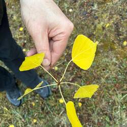 Ein kleiner Zweig voll Herbst – goldgelbe Espenblätter im sanften Licht.