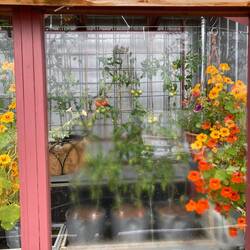 Draußen Schnee, drinnen Wärme: das Gewächshaus trotzt dem Herbst mit Farbe und Leben.