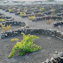 Die Weinstöcke an der Bodegas La Geria