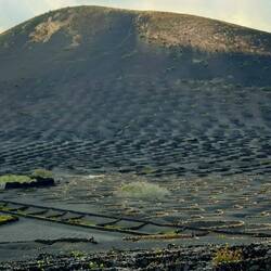 Die Weinstockringe gehen bis auf den Berg hinauf