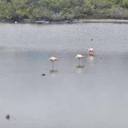 Flamingos auf Isla Isabela