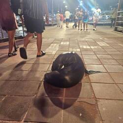 Normaler Anblick in Galapagos, Seehunde an jeder Ecke😄