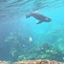 Seehund bei den "Los Tuneles"