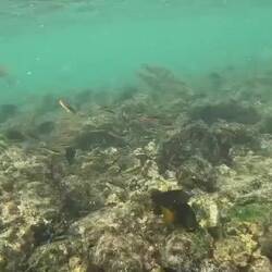 Bei "Concha Perla", die schwarz-gelben Riffbarsche sind sehr territorial und beissen auch mal zu😄