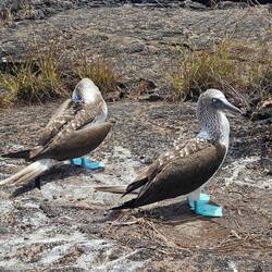 Blaufußtölpel, je intensiver die blaue Farbe der Füße, desto gesünder🔵