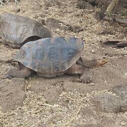 Galapagos Riesenschildkröte