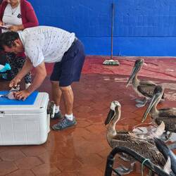 Pelikane warten auf Fischreste🐟